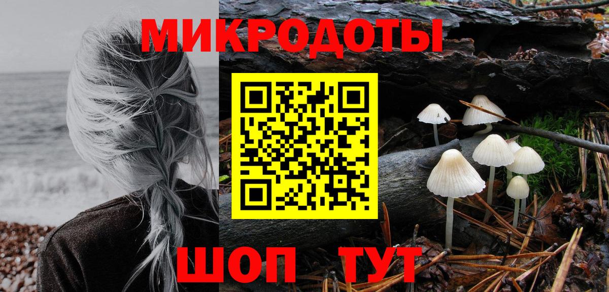 Псилоцибиновые грибы Psilocybe Гатчина